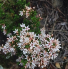 Calytrix tetragona at Molonglo River Reserve - 22 Oct 2015