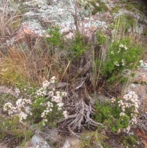 Calytrix tetragona at Molonglo River Reserve - 22 Oct 2015