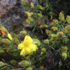 Hibbertia calycina (Lesser Guinea-flower) at Molonglo Valley, ACT - 22 Oct 2015 by RichardMilner