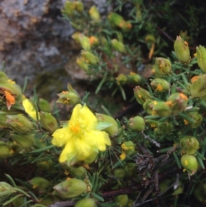 Hibbertia calycina at Molonglo River Reserve - 22 Oct 2015