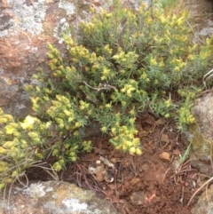 Hibbertia calycina at Molonglo River Reserve - 22 Oct 2015