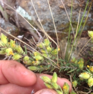 Hibbertia calycina at Molonglo River Reserve - 22 Oct 2015