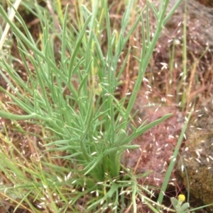 Eryngium ovinum at Molonglo River Reserve - 22 Oct 2015