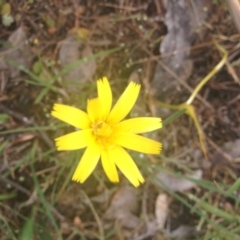 Microseris lanceolata - 22 Oct 2015 by em.belton