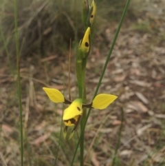 Diuris sulphurea (Tiger Orchid) at Goorooyarroo - 22 Oct 2015 by em.belton