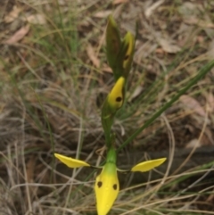 Diuris sulphurea at Sutton, ACT - suppressed