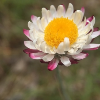 Leucochrysum albicans subsp. tricolor (Hoary Sunray) at Sutton, ACT - 22 Oct 2015 by JasonC