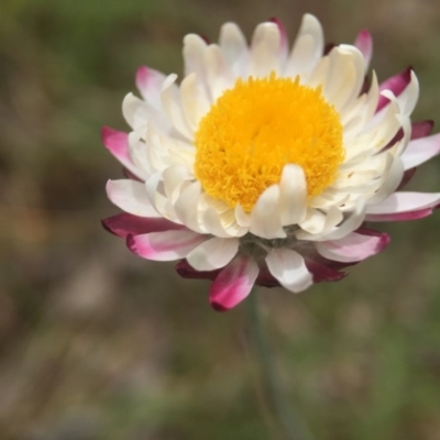 Leucochrysum albicans subsp. tricolor (Hoary Sunray) at Goorooyarroo NR (ACT) - 22 Oct 2015 by JasonC