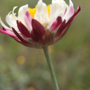 Leucochrysum albicans subsp. tricolor at Sutton, ACT - 22 Oct 2015