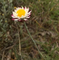 Leucochrysum albicans subsp. tricolor at Sutton, ACT - 22 Oct 2015