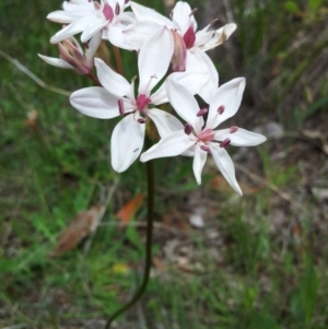 Burchardia umbellata at Kambah, ACT - 22 Oct 2015 12:53 PM