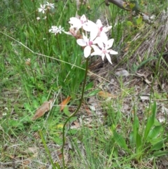 Burchardia umbellata at Kambah, ACT - 22 Oct 2015 12:53 PM