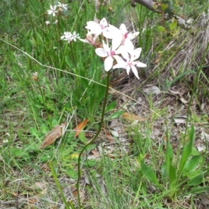 Burchardia umbellata at Kambah, ACT - 22 Oct 2015