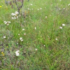 Burchardia umbellata at Kambah, ACT - 22 Oct 2015 12:53 PM