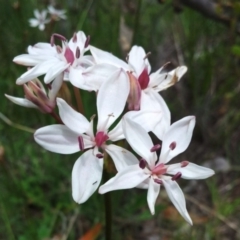 Burchardia umbellata at Kambah, ACT - 22 Oct 2015