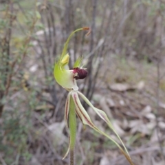 Caladenia parva (Brown-clubbed Spider Orchid) at Tennent, ACT - 20 Oct 2015 by michaelb