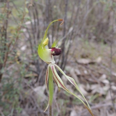 Caladenia parva (Brown-clubbed Spider Orchid) at Namadgi National Park - 20 Oct 2015 by michaelb