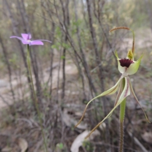 Caladenia parva at Tennent, ACT - 20 Oct 2015