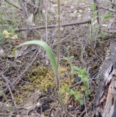 Caladenia parva at Tennent, ACT - 20 Oct 2015