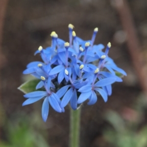 Brunonia australis at Bruce, ACT - 22 Oct 2015