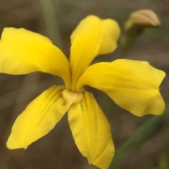 Goodenia pinnatifida (Scrambled Eggs) at Goorooyarroo NR (ACT) - 22 Oct 2015 by JasonC