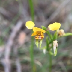 Diuris sp. (A donkey orchid) at Sutton, ACT - 22 Oct 2015 by JasonC