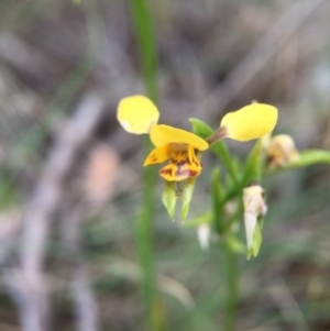 Diuris sp. at Sutton, ACT - 22 Oct 2015