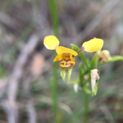 Diuris sp. (A Donkey Orchid) at Sutton, ACT - 22 Oct 2015 by JasonC