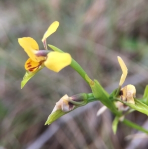 Diuris sp. at Sutton, ACT - suppressed