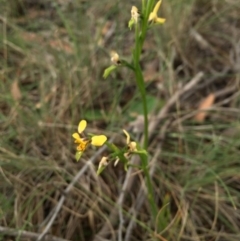 Diuris sp. at Sutton, ACT - suppressed