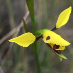 Diuris sulphurea (Tiger Orchid) at Goorooyarroo - 22 Oct 2015 by JasonC