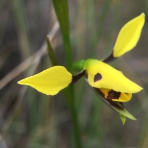 Diuris sulphurea at Sutton, ACT - 22 Oct 2015