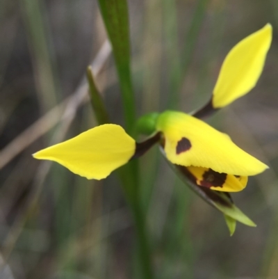 Diuris sulphurea (Tiger Orchid) at Sutton, ACT - 22 Oct 2015 by JasonC