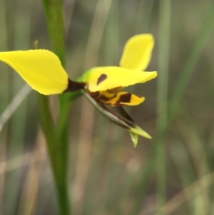 Diuris sulphurea at Sutton, ACT - 22 Oct 2015