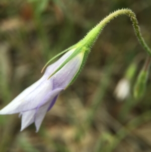 Wahlenbergia sp. at Sutton, ACT - 22 Oct 2015