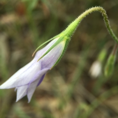 Wahlenbergia sp. (Bluebell) at Sutton, ACT - 22 Oct 2015 by JasonC