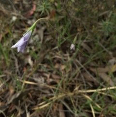 Wahlenbergia sp. at Sutton, ACT - 22 Oct 2015