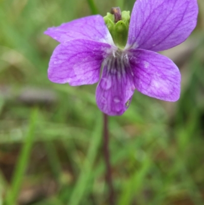 Viola betonicifolia (Mountain Violet) at Gungahlin, ACT - 22 Oct 2015 by JasonC