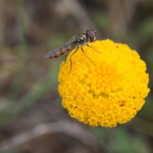 Leptorhynchos squamatus at Sutton, ACT - 22 Oct 2015