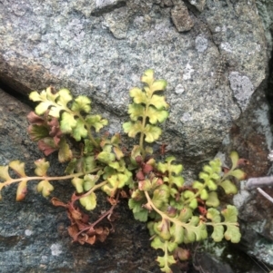 Asplenium subglandulosum at Williamsdale, NSW - 22 Oct 2015 07:39 PM