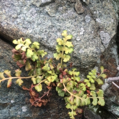 Pleurosorus rutifolius (Blanket Fern) at Williamsdale, NSW - 22 Oct 2015 by APB