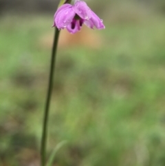 Arthropodium minus (Small Vanilla Lily) at Mulligans Flat - 22 Oct 2015 by JasonC