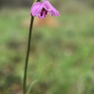 Arthropodium minus at Gungahlin, ACT - 22 Oct 2015