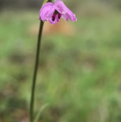 Arthropodium minus (Small Vanilla Lily) at Mulligans Flat - 22 Oct 2015 by JasonC