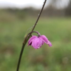 Arthropodium minus at Gungahlin, ACT - 22 Oct 2015