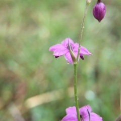 Arthropodium minus at Gungahlin, ACT - 22 Oct 2015