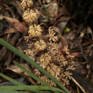 Lomandra multiflora at Gungahlin, ACT - 22 Oct 2015