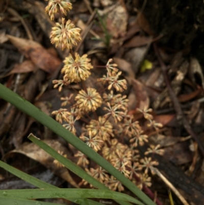 Lomandra multiflora (Many-flowered Matrush) at Gungahlin, ACT - 22 Oct 2015 by JasonC