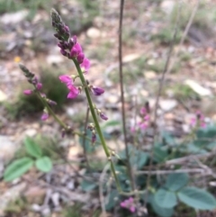 Oxytes brachypoda at Williamsdale, NSW - 22 Oct 2015 07:45 PM