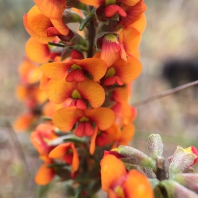 Dillwynia sericea (Egg And Bacon Peas) at Goorooyarroo - 22 Oct 2015 by JasonC